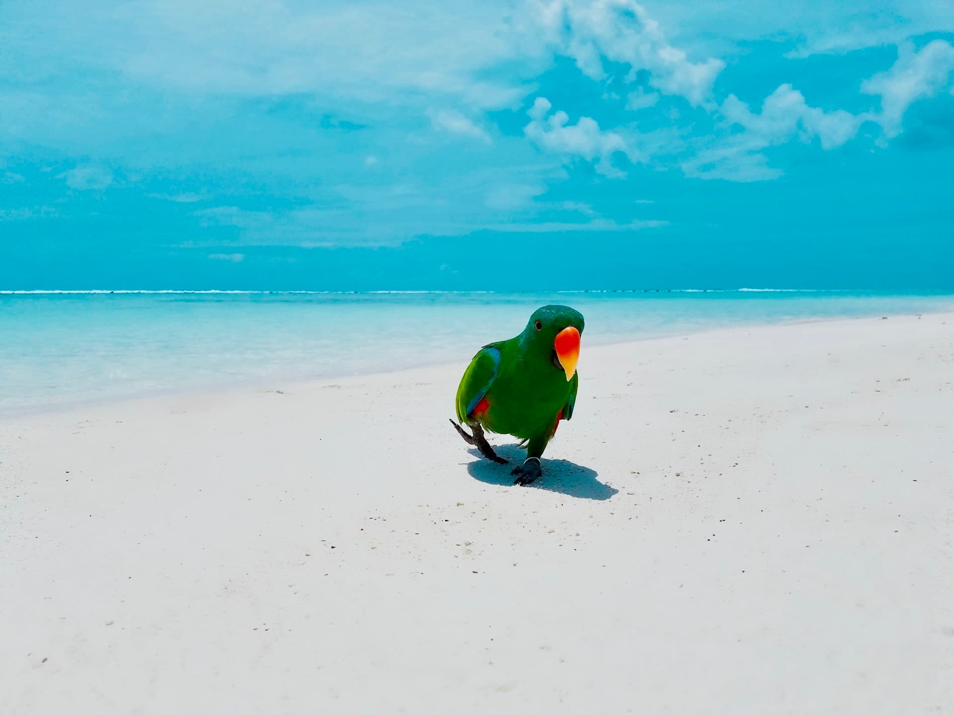 Beautiful tropical beach with turquoise ocean